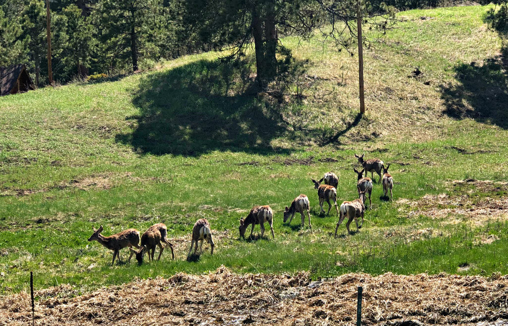 Deer/Low Carb Roasted Radishes2