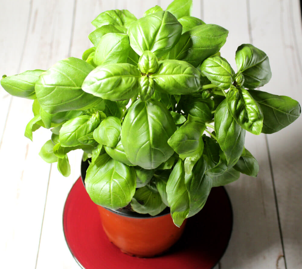 Roasted Tomato Basil Soup4